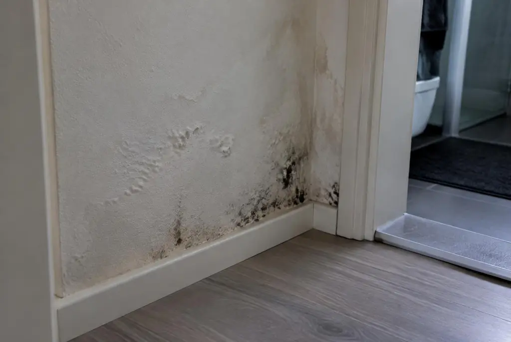 Lekdetectie Dalfsen – vochtplek met schimmel op een muur